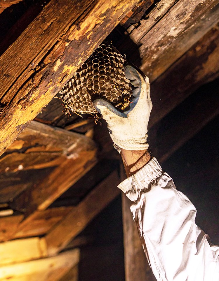 Homeowners - Home exterminator removing wasp nest