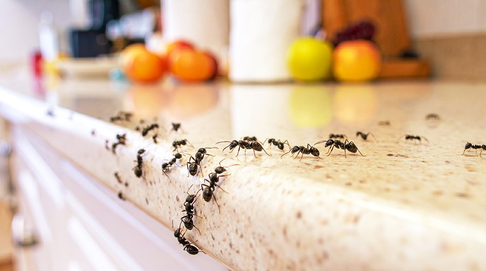Ants on kitchen counter. Buggin out pest control