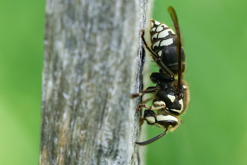 Bald‑faced-Hornet on tree bark. Buggin Out Pest Control
