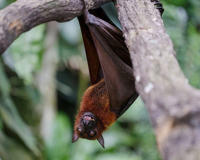 Bat hanging upside down from a tree. Call Buggin Out Pest Control - wildlife removal (908) 469-2719 to get rid of bats.