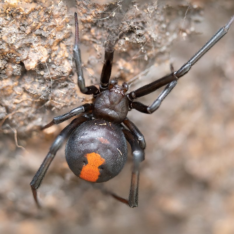 Black Widow Spider crawling on rock. Be very careful. Call Buggin Out Pest Control- (908) 469-2719 to get rid of spiders