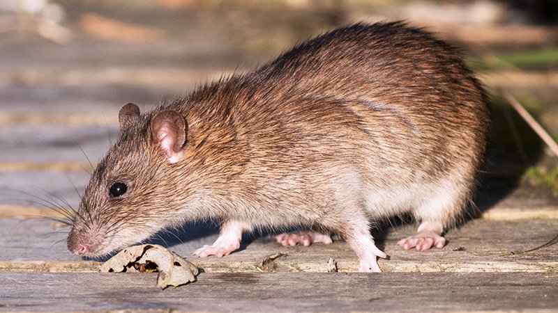 Brown rat searching for food. Says to carry the hantavirus