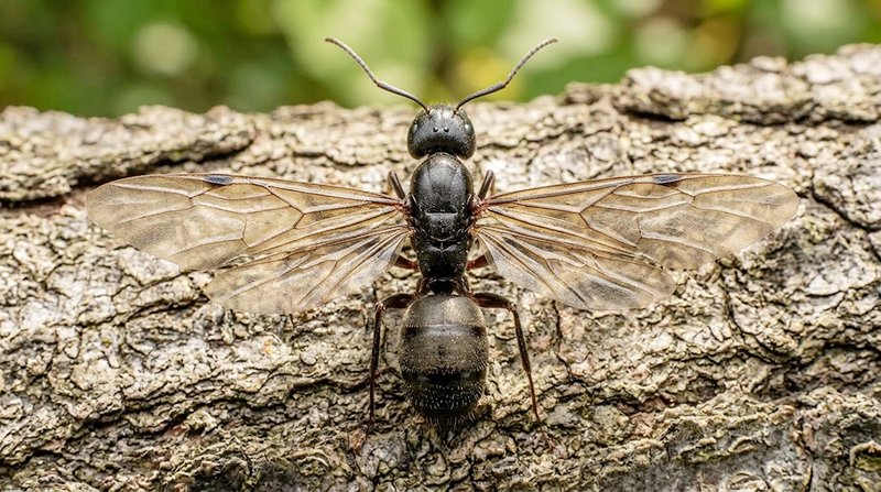 Flying Ant - resting on log. Call Buggin Out Pest Control- (908) 469-2719 to get rid of ants