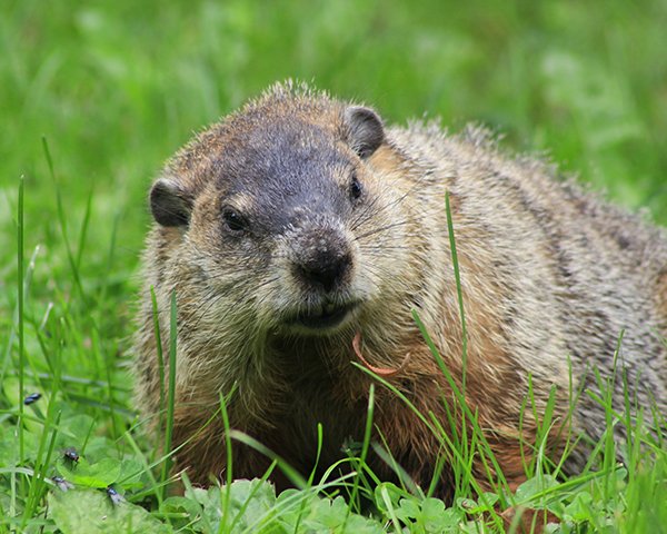 Groundhog (woodchuck) in backyard. Call Buggin Out Pest Control wildlife removal - (908) 469-2719 to get rid of groundhogs.
