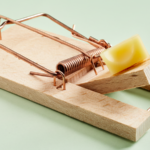 Mouse trap with cheese. Call Buggin Out Pest Control- (908) 469-2719 to get rid of pests.