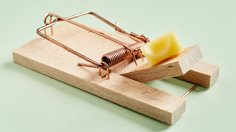 Mouse trap with cheese. Call Buggin Out Pest Control- (908) 469-2719 to get rid of pests.