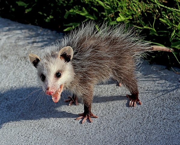 Opossum on pavement. Call Buggin Out Pest Control wildlife removal - (908) 469-2719 to get rid of opossums.