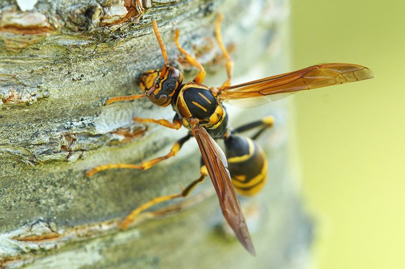 Paper Wasp on tree bark. Buggin Out Pest Control