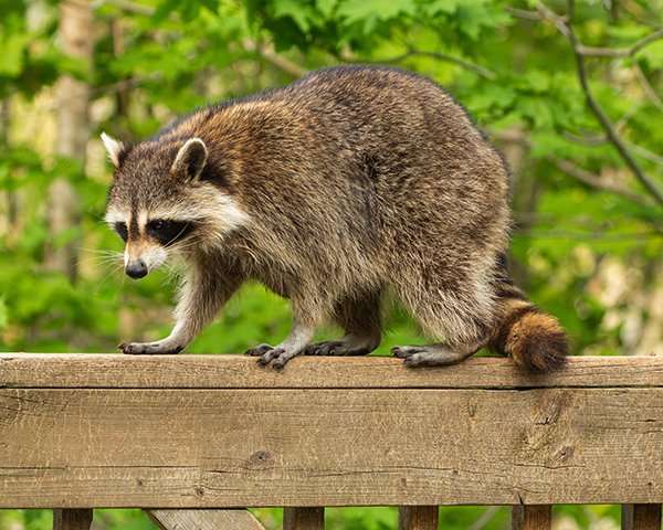 Raccoon on fence. Call Buggin Out Pest Control wildlife removal - (908) 469-2719 to get rid of raccoons.