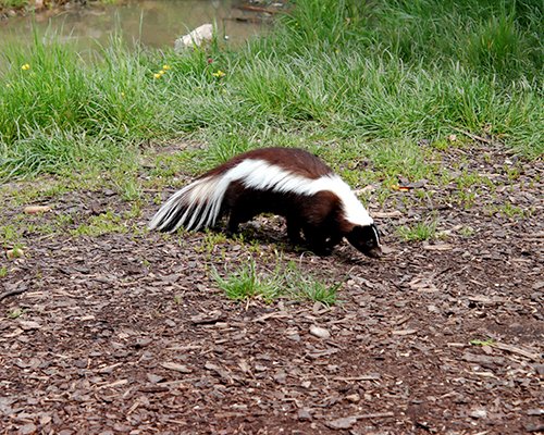 Skunk in backyard. Call Buggin Out Pest Control wildlife removal - (908) 469-2719 to get rid of skunks.