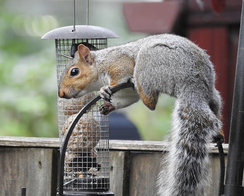 Squirrel near bird feeder. Call Buggin Out Pest Control wildlife removal - (908) 469-2719 to get rid of squirrels.
