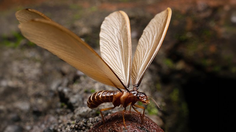 Termite swarmer - flying mid-air. Call Buggin Out Pest Control- (908) 469-2719 to get rid of termites