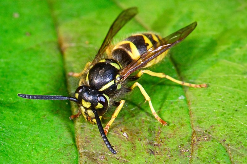 Yellow Jacket Wasp on green leaf - Buggin Out Pest Control Wasps removal